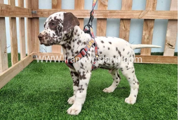 --dalmation-177_7