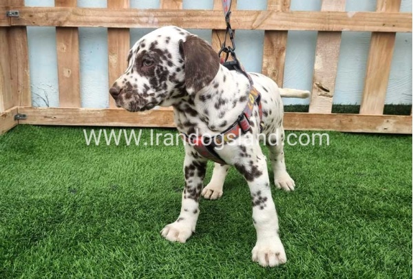 --dalmation-177_8