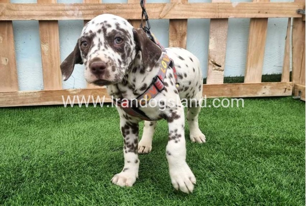 --dalmation-177_9