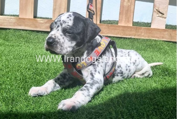 --dalmation-179_1