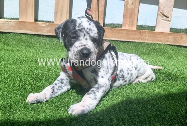 --dalmation-179_2