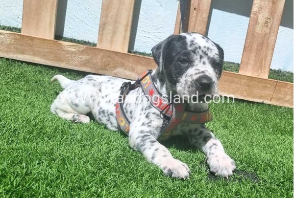 --dalmation-179_3