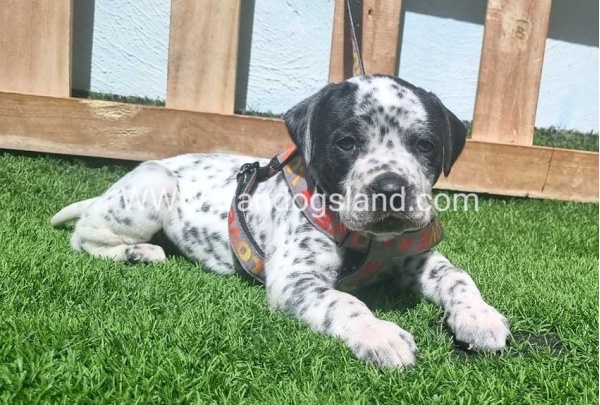 --dalmation-179_4