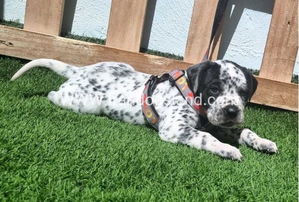 --dalmation-179_5