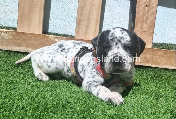 --dalmation-179_6