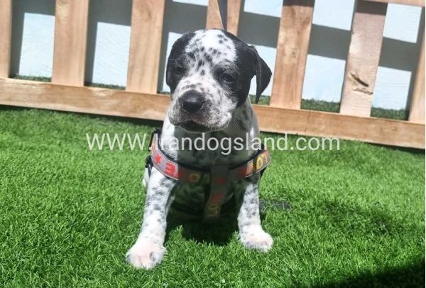 --dalmation-179_7