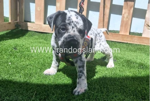 --dalmation-179_8