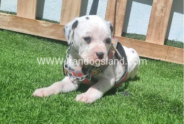 --dalmation-180_1