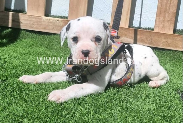 --dalmation-180_2