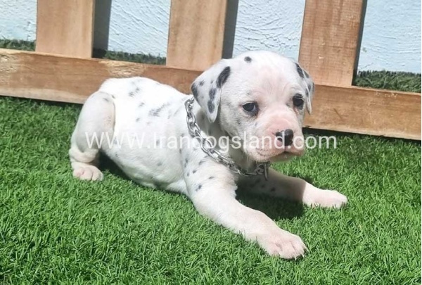 --dalmation-180_3