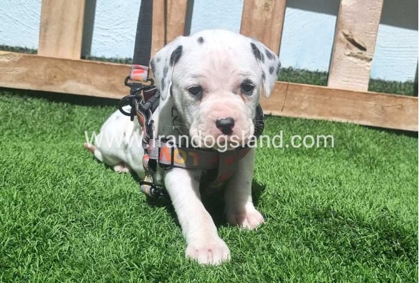 --dalmation-180_4