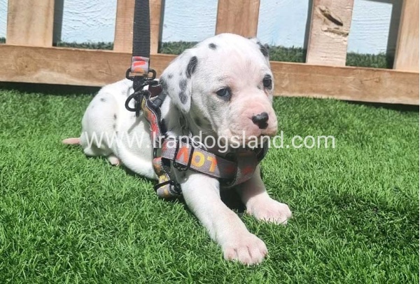 --dalmation-180_5