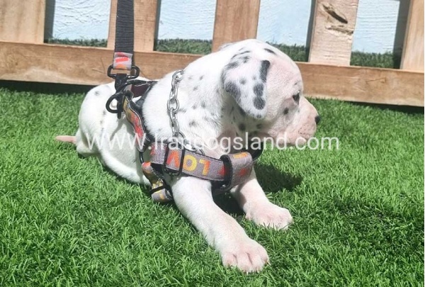 --dalmation-180_6