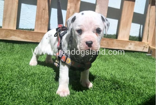 --dalmation-180_7
