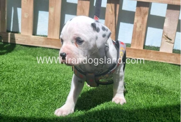 --dalmation-180_8