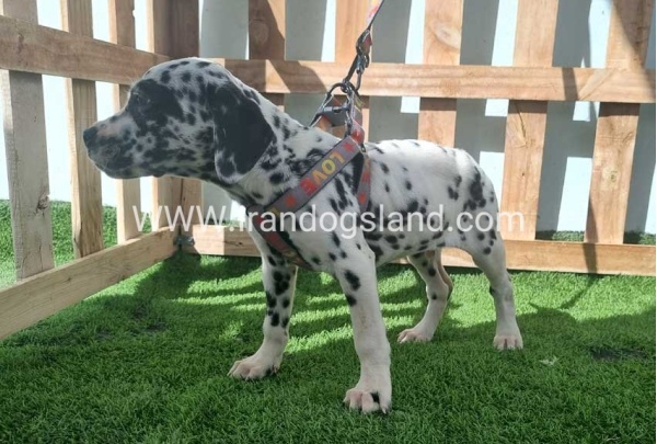 --dalmation-184_1