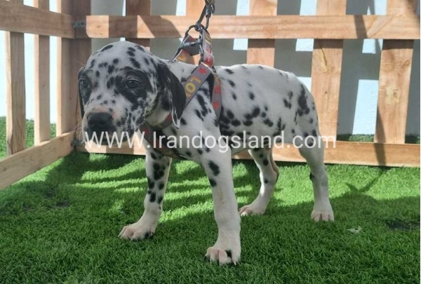 --dalmation-184_2