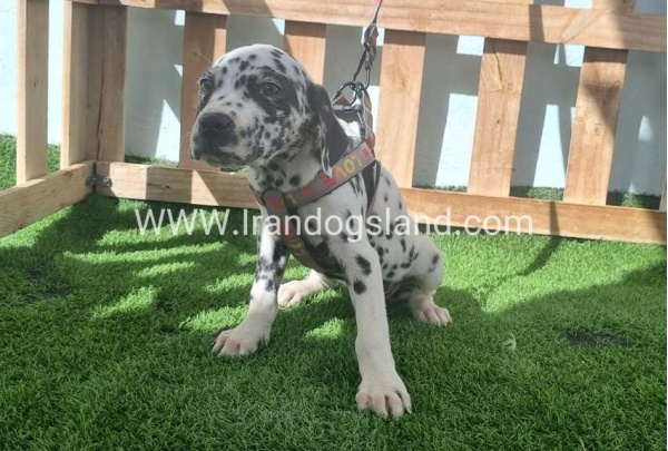 --dalmation-184_3