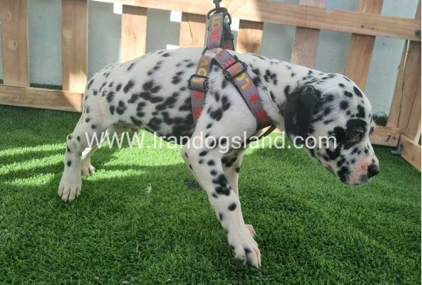 --dalmation-184_4