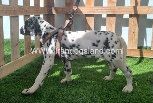 --dalmation-184_5