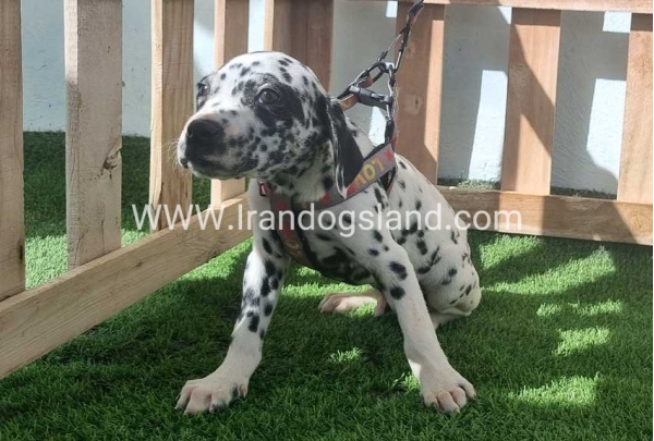 --dalmation-184_6