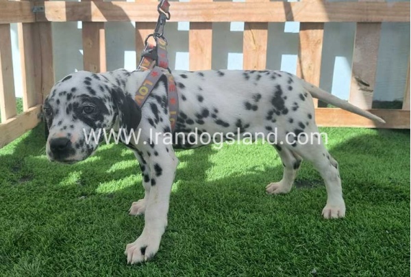 --dalmation-184_7