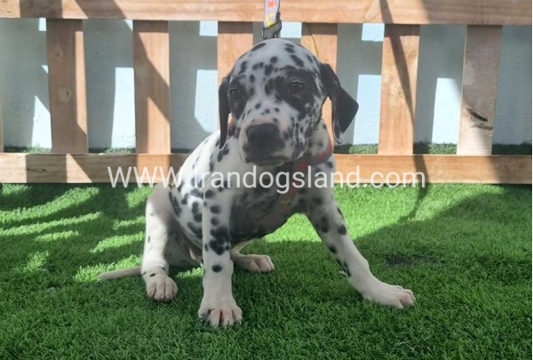 --dalmation-184_8