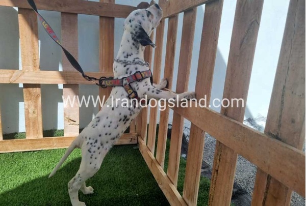 --dalmation-185_1