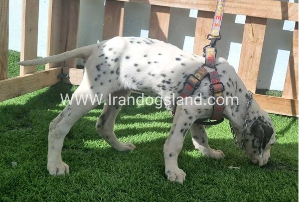 --dalmation-185_2