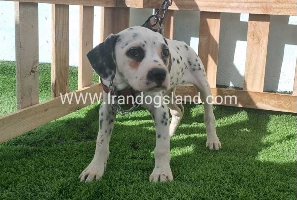 --dalmation-185_3