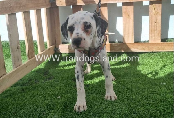 --dalmation-185_4