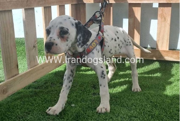 --dalmation-185_5