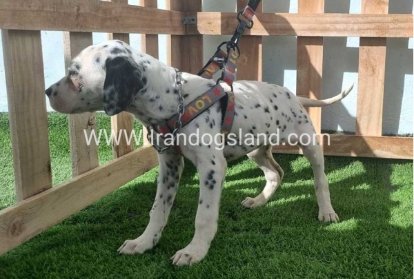 --dalmation-185_6
