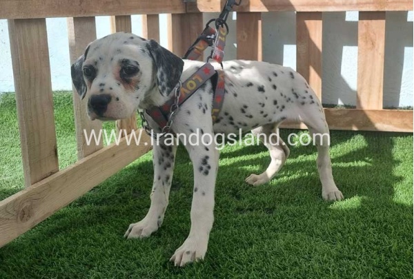 --dalmation-185_7