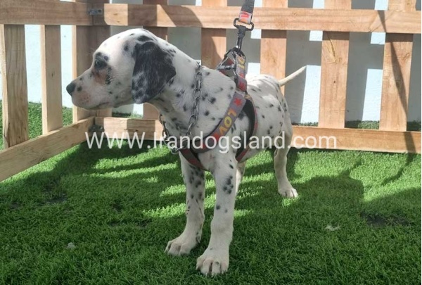 --dalmation-185_8