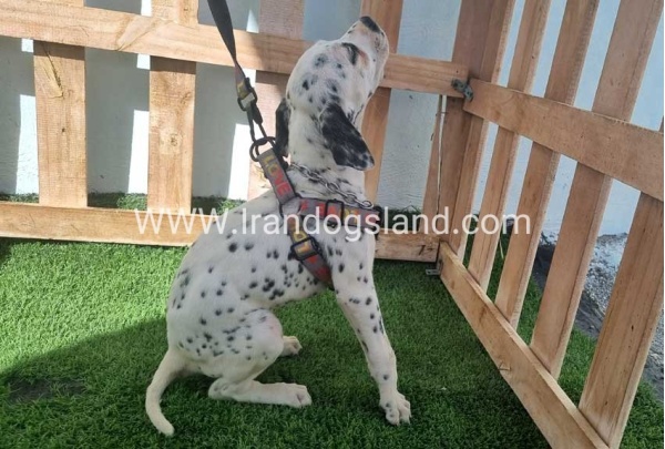 --dalmation-185_9