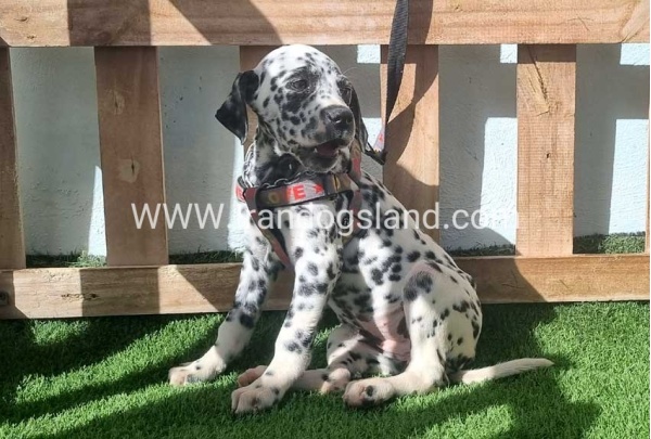 --dalmation-186_1