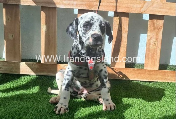 --dalmation-186_2