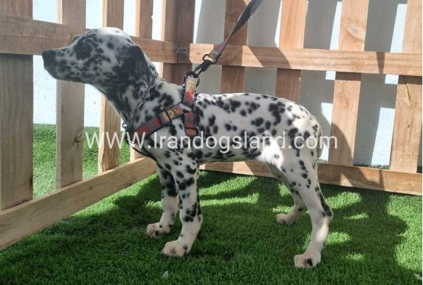 --dalmation-186_3