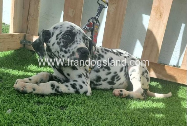 --dalmation-186_4