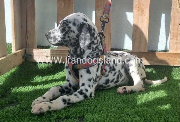 --dalmation-186_5