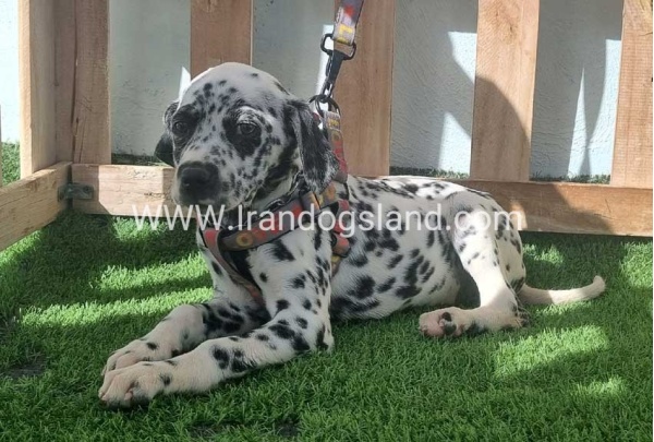 --dalmation-186_6