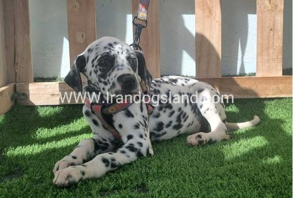 --dalmation-186_7