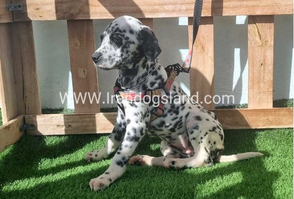 --dalmation-186_8