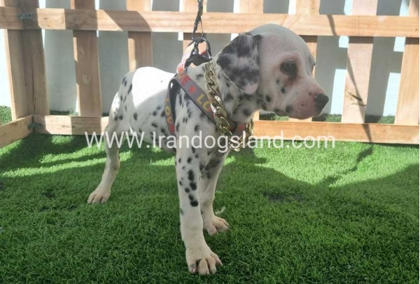 --dalmation-187_1
