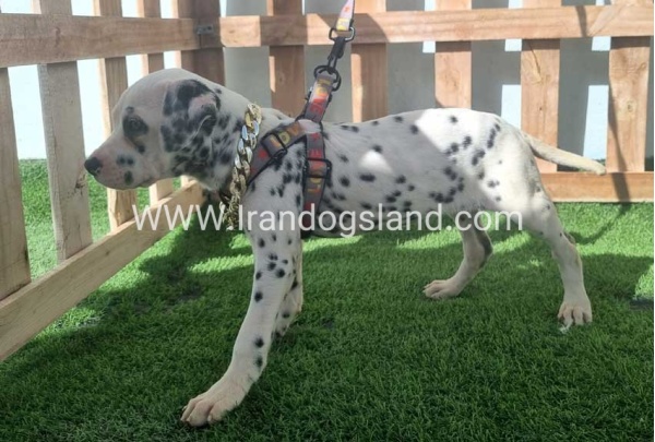 --dalmation-187_2