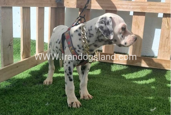 --dalmation-187_3