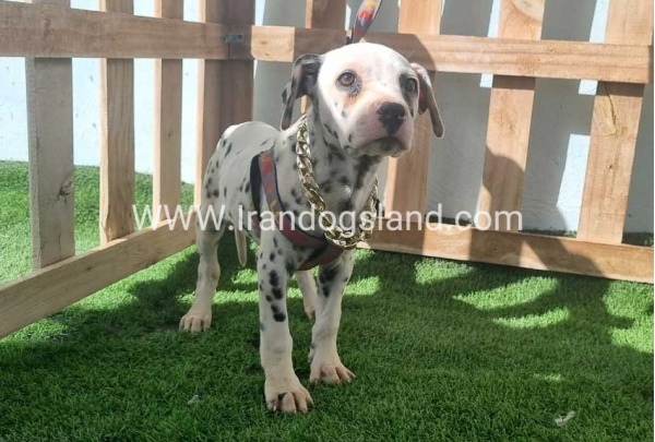 --dalmation-187_4