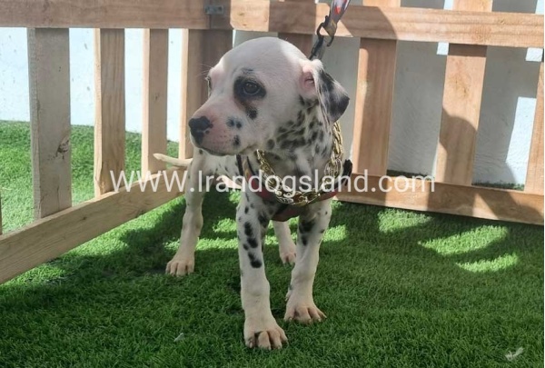 --dalmation-187_5