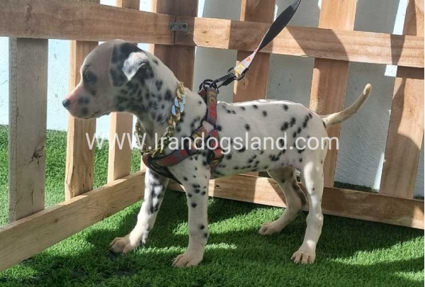 --dalmation-187_6